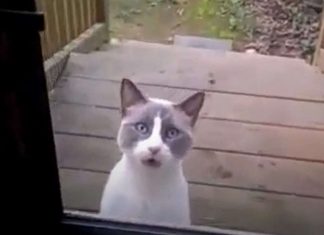 Gato pede por tudo para a dona lhe abrir a porta