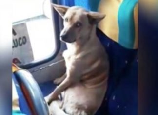Cão sobe sozinho no autocarro